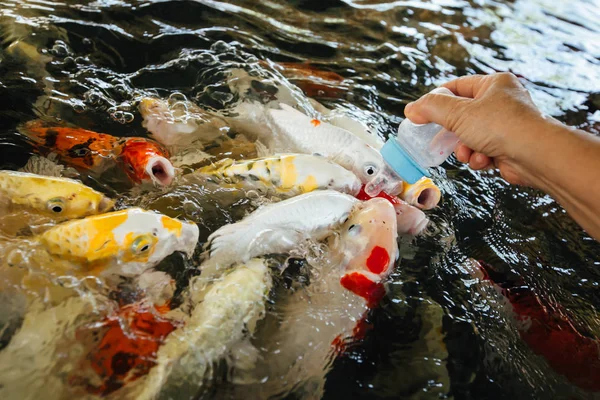 Renkli süslü sazan balık