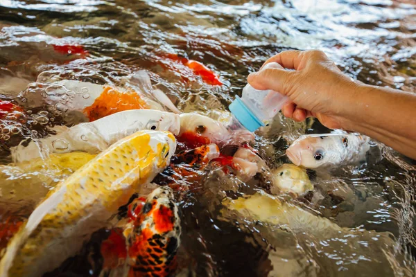Renkli süslü sazan balık