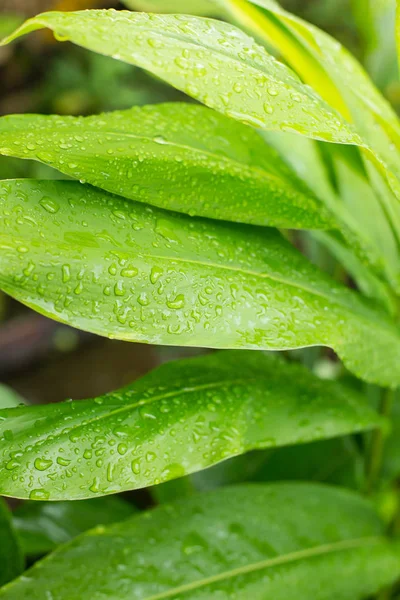 Капли воды на свежем зеленом листе — стоковое фото