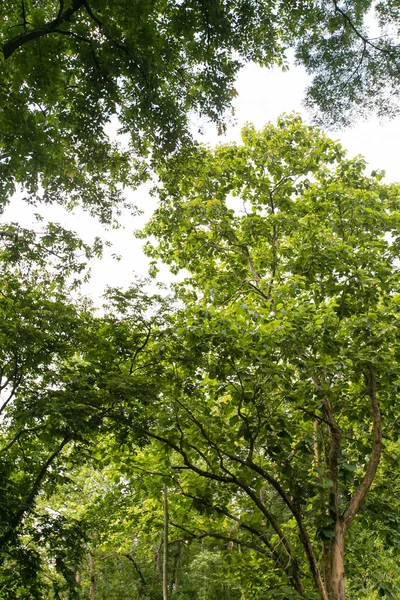 yaprak yeşil arka plan