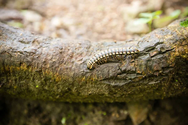 Caterpillar felfalja a növények — Stock Fotó