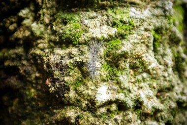 Caterpillar bitkiler yiyor