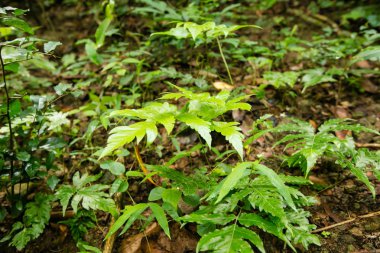 yaprak yeşil arka plan