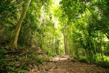 Ormandaki doğa gün ışığıyla