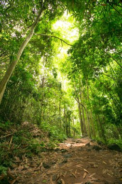 Ormandaki doğa gün ışığıyla