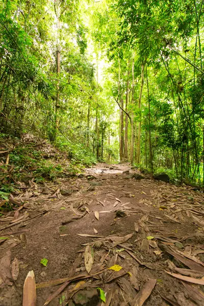 Ormandaki doğa gün ışığıyla