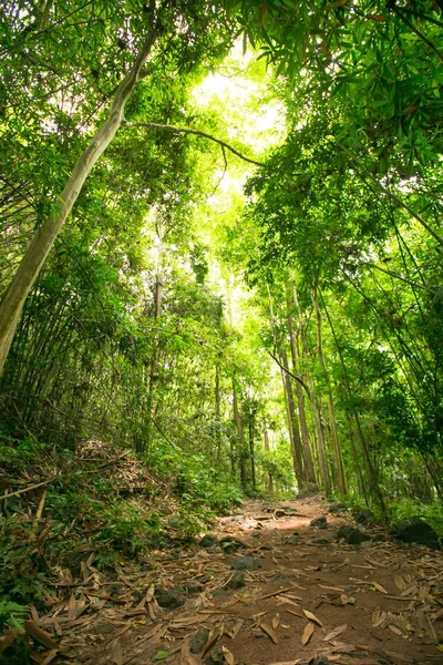 Ormandaki doğa gün ışığıyla