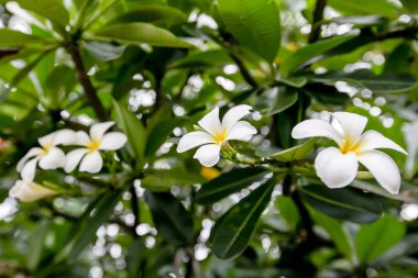 Plumeria 'da. Güzel pembe cilt bakımı