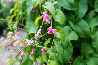 Güzel bahar çiçekleri 