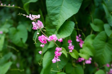 Güzel bahar çiçekleri 