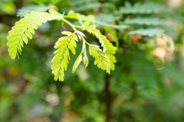 yaprak yeşil arka plan