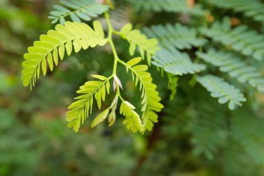 yaprak yeşil arka plan