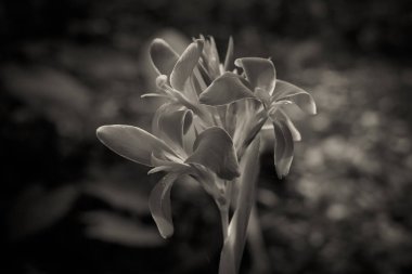 Canna çiçek çiçeklenme