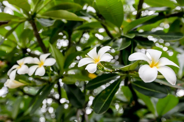 Plumeria 'da. Güzel pembe cilt bakımı