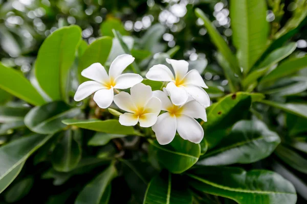 Plumeria 'da. Güzel pembe cilt bakımı