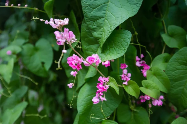 Lindas flores de primavera — Fotografia de Stock