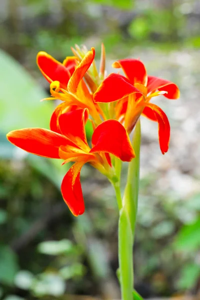 Canna flowers blooming in garden — Stock Photo, Image