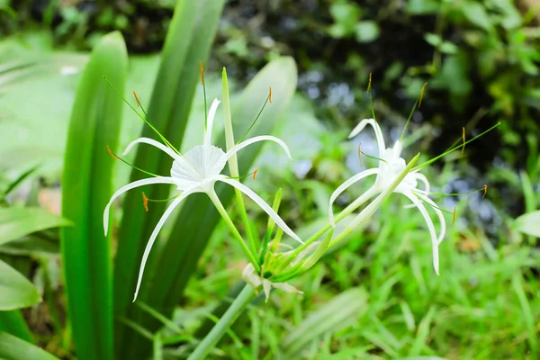 Spider Lily Květina — Stock fotografie