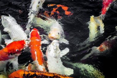 Renkli sazan balığı, koi balığı