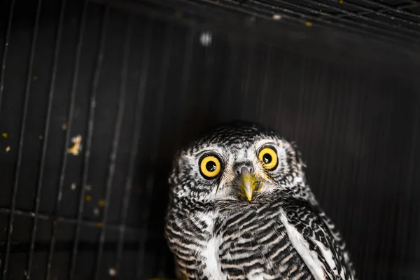 Owls are predators that look for food at night.