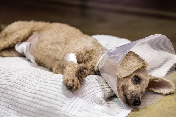 Hayvanlar Veteriner Cerrahi Sterilizasyon Sterilizasyon Içinde Belgili Tanımlık Köpek Veteriner — Stok fotoğraf