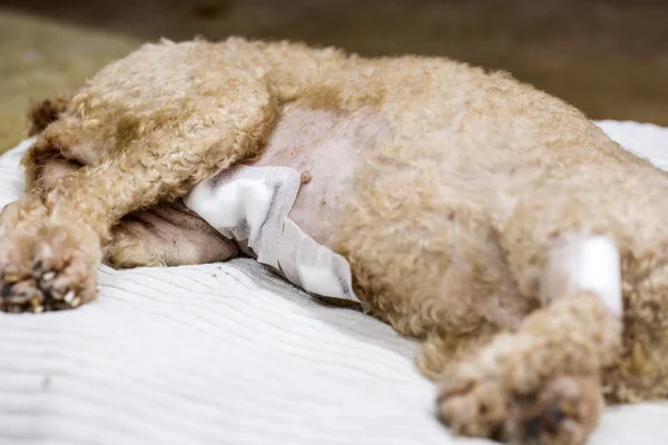 Sterilisatie Van Dieren Veterinaire Chirurgie Sterilisatie Door Dierenartsen Bij Hond — Stockfoto