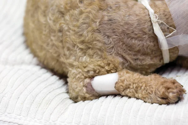 Esterilização Animais Cirurgia Veterinária Esterilização Por Veterinários Cão — Fotografia de Stock
