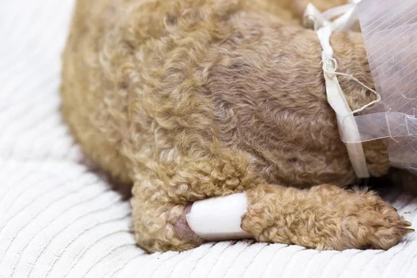 Sterilizálás Állatok Állat Egészségügyi Műtét Sterilizálás Állatorvosok Kutya — Stock Fotó