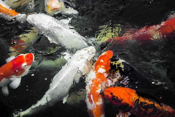 Colorido Pescado Carpa Lujo Peces Koi — Foto de Stock