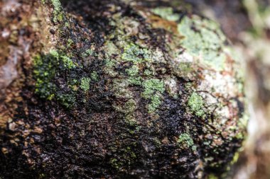 Orman arka planında yeşil yosun