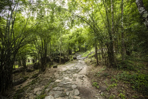 泰国热带雨林中的自然足迹 — 图库照片