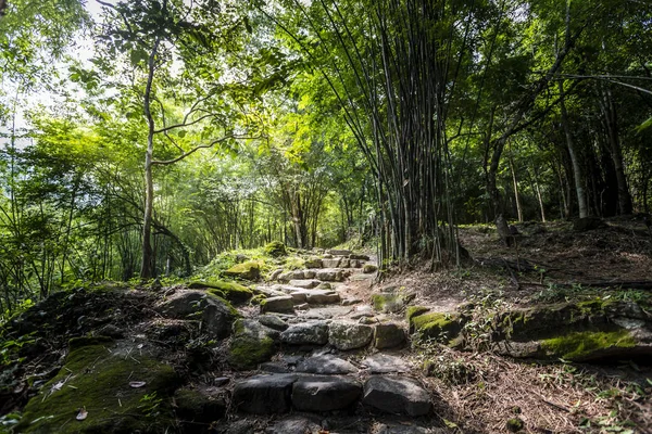 Sentiero Naturalistico Nella Foresta Pluviale Della Thailandia — Foto Stock