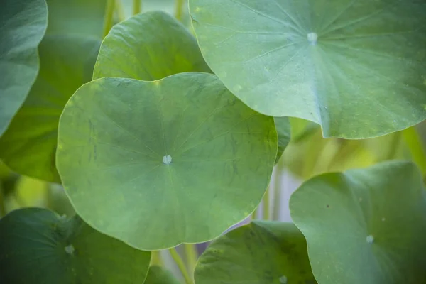 Bladeren Van Het Lotusblad Hebben Een Speciale Coating Bladeren Ter — Stockfoto