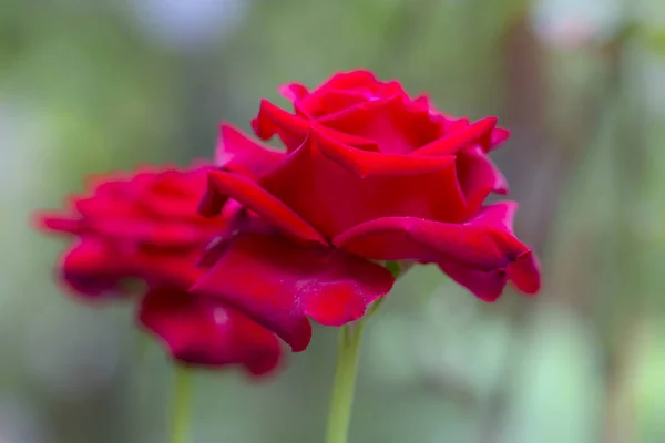 Rosa Llama Reina Las Flores Tiene Una Fragancia Fresca Símbolo —  Fotos de Stock