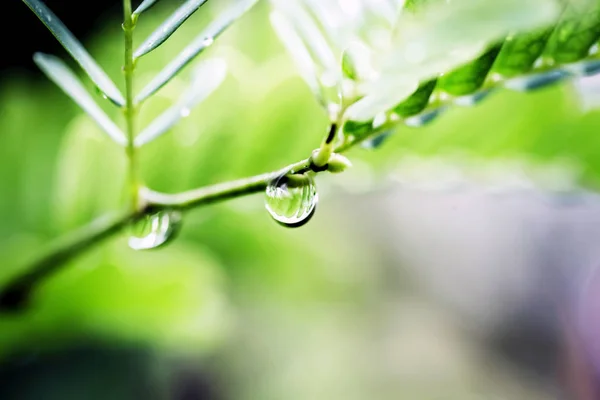 Gotas Água Nas Folhas Durante Estação Chuvosa Floresta Tropical São — Fotografia de Stock