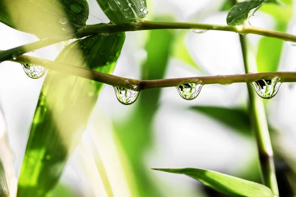 熱帯雨林の雨季の葉の水滴は生態系の源です — ストック写真