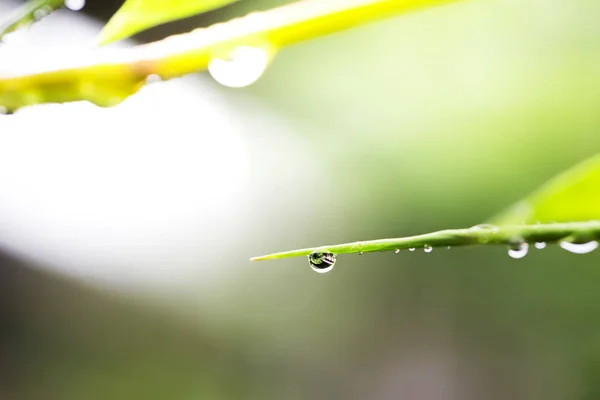 Las Gotas Agua Las Hojas Durante Temporada Lluvias Selva Tropical — Foto de Stock