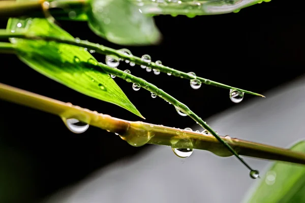 Капли Воды Листьях Дождливый Сезон Дождевых Лесов Являются Источником Экосистемы — стоковое фото