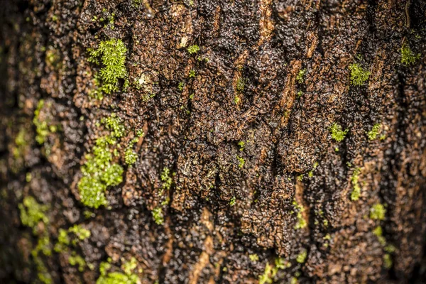 Musgo Verde Fundo Floresta — Fotografia de Stock