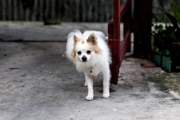 Pequeno Cachorro Bonito Cão Olhando Para Cima — Fotografia de Stock