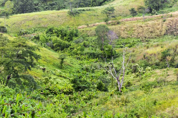 Grüne Sommer Landschaft Malerische Aussicht — Stockfoto