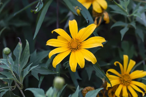 Mexican Sunflower Tithonia Diversifolia Scientific Name Blurred Nature Background — Stock Photo, Image
