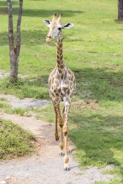Zblízka Záběr Hlavu Žirafy — Stock fotografie