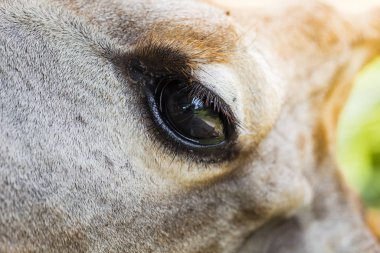 Zürafanın başını yakın plan çek.