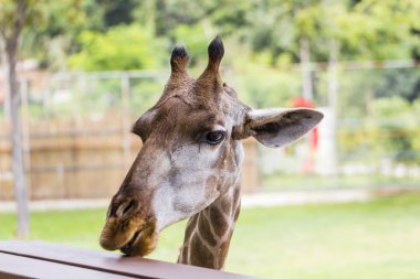 Zürafanın başını yakın plan çek.