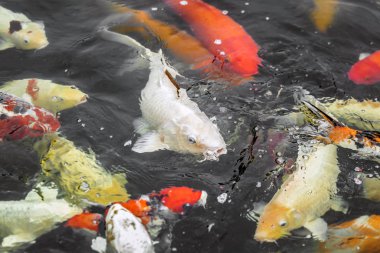 Renkli sazan balığı, koi balığı