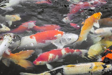 Renkli sazan balığı, koi balığı