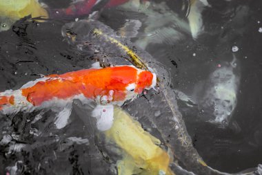 Renkli sazan balığı, koi balığı