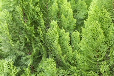 Oryantal Ağaç Gün boyunca arkaplan için