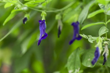 kelebek bezelye mavi bezelye çiçek Tay otlar